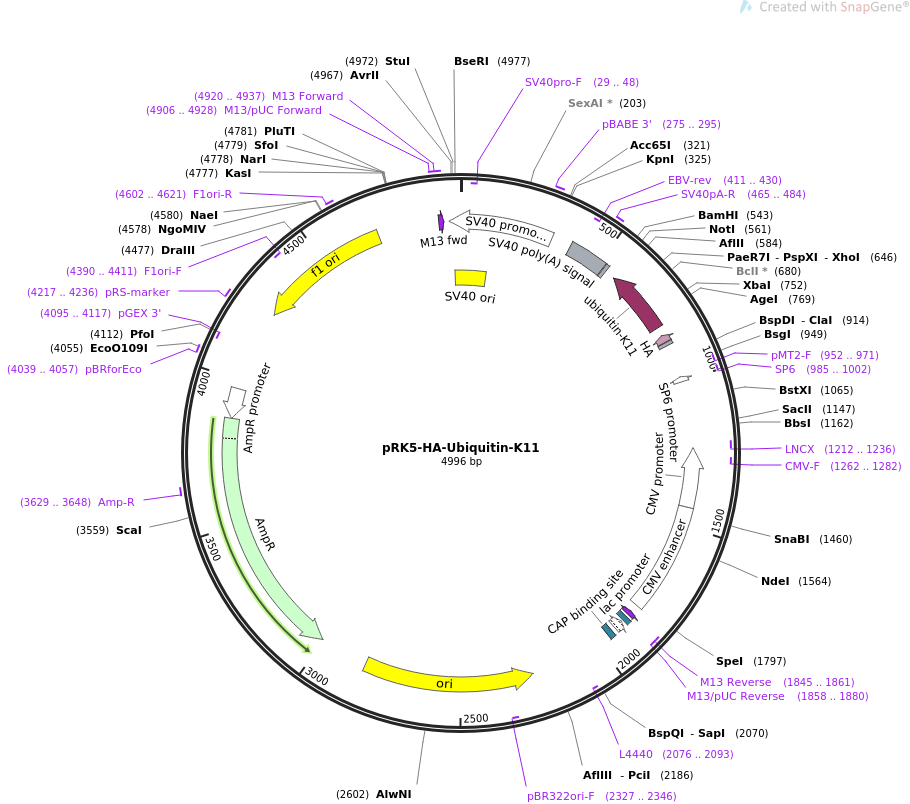 pRK5-HA-Ubiquitin-K11载体图谱