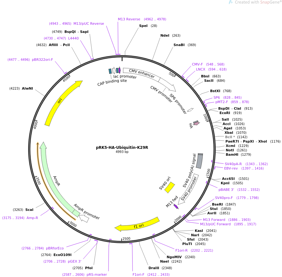 pRK5-HA-Ubiquitin-K29R载体图谱