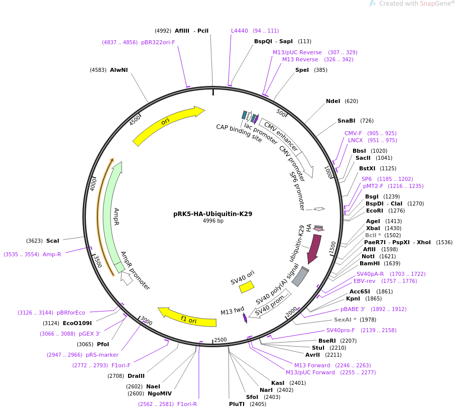 pRK5-HA-Ubiquitin-K29载体图谱