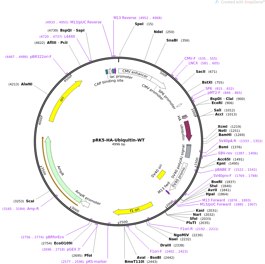 pRK5-HA-Ubiquitin-WT质粒图谱