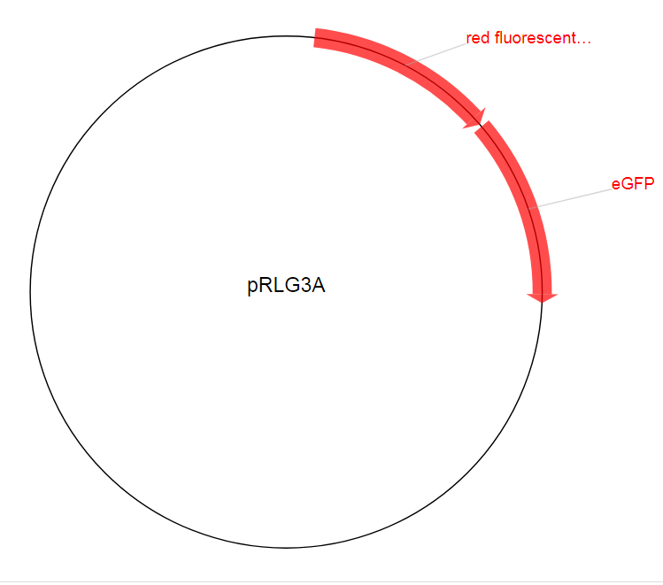 pRLG3A质粒图谱