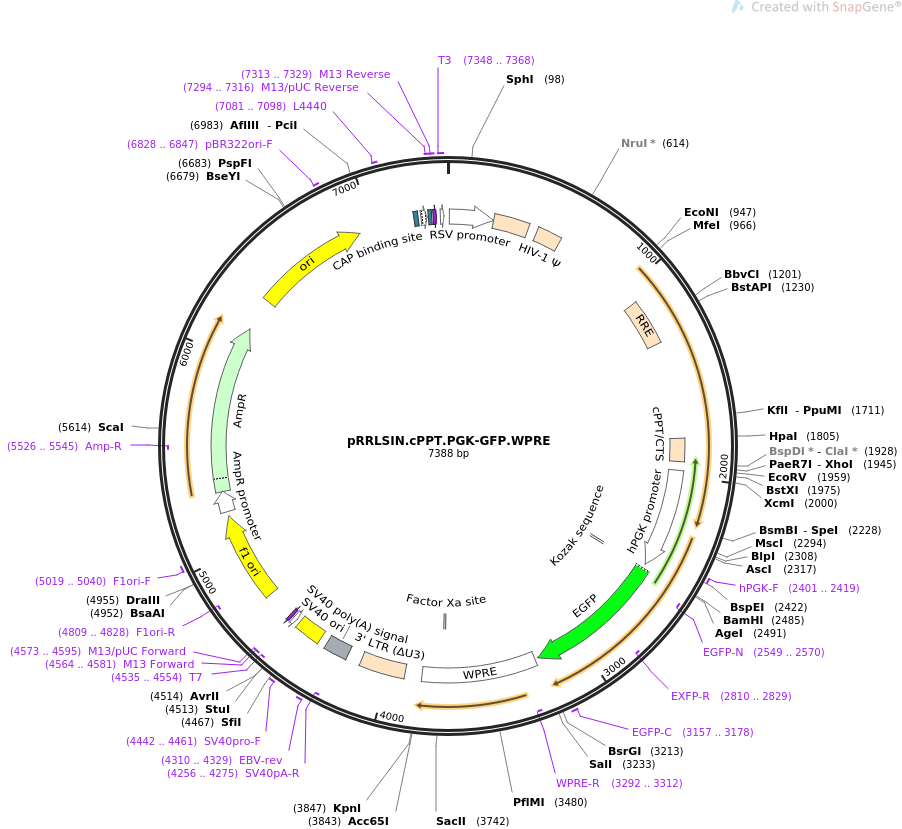 pRRLSIN.cPPT.PGK-GFP.WPRE质粒图谱