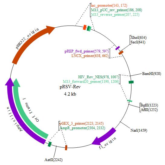 pRSV-rev载体图谱