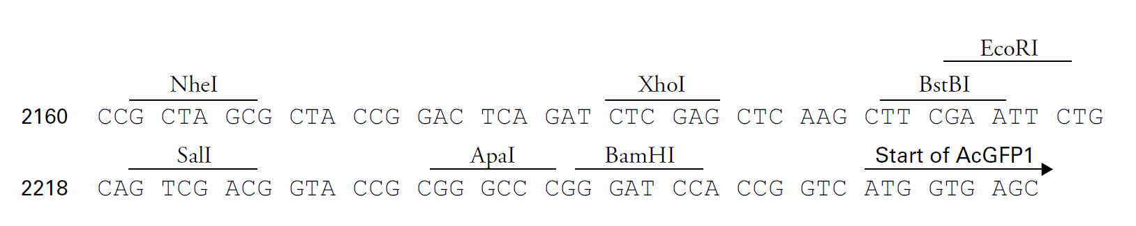 pRetroQ-AcGFP1-N1多克隆位点 点击看大图 pRetroQ-AcGFP1-N1多克隆位点