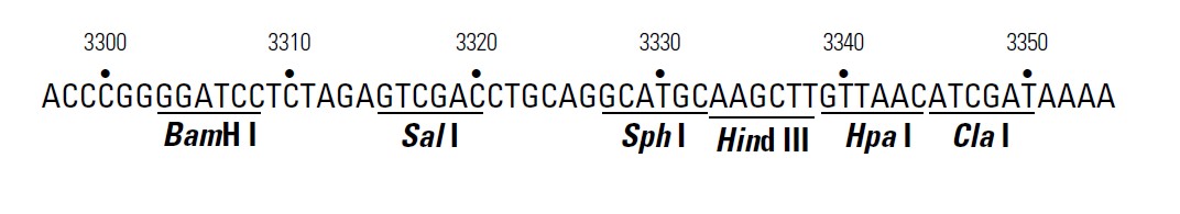 pRevTRE载体多克隆位点 点击看大图 pRevTRE多克隆位点