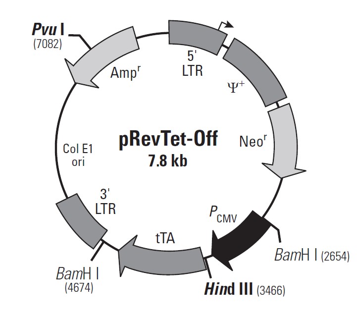 pRevTet-Off载体图谱