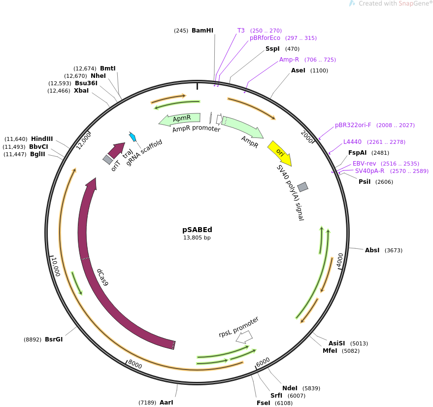 snapgene prices per base snapgene prices per base