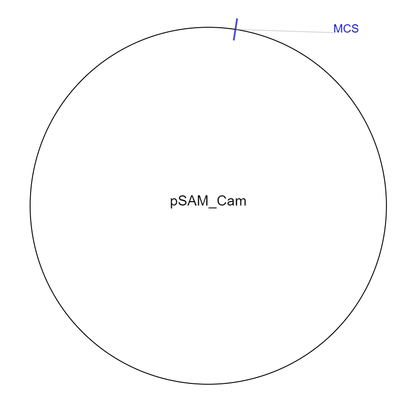 pSAM_Cam质粒图谱