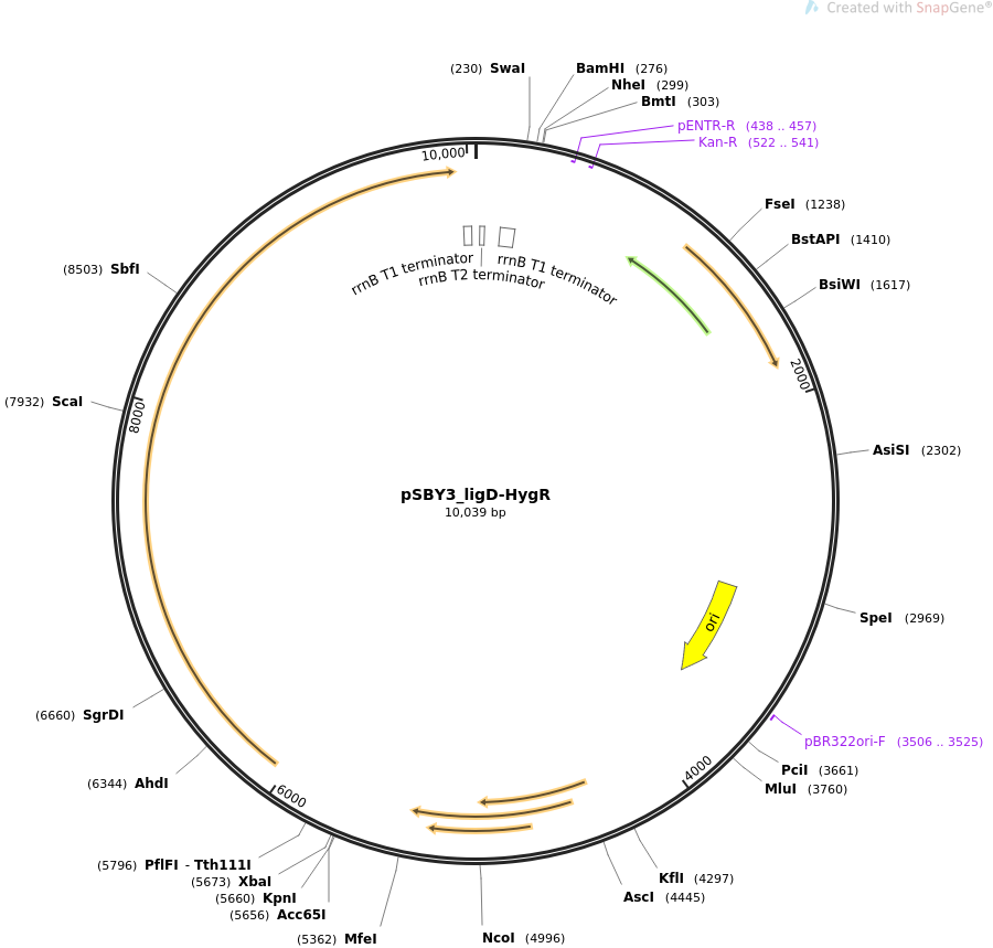 pSBY3_ligD-HygR载体图谱