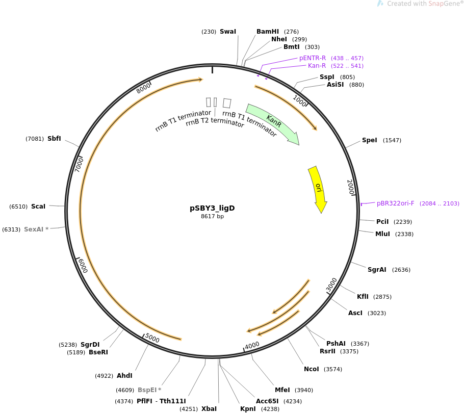 pSBY3_ligD载体图谱