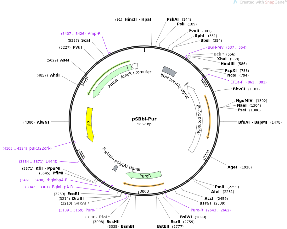 pSBbi-Pur载体图谱