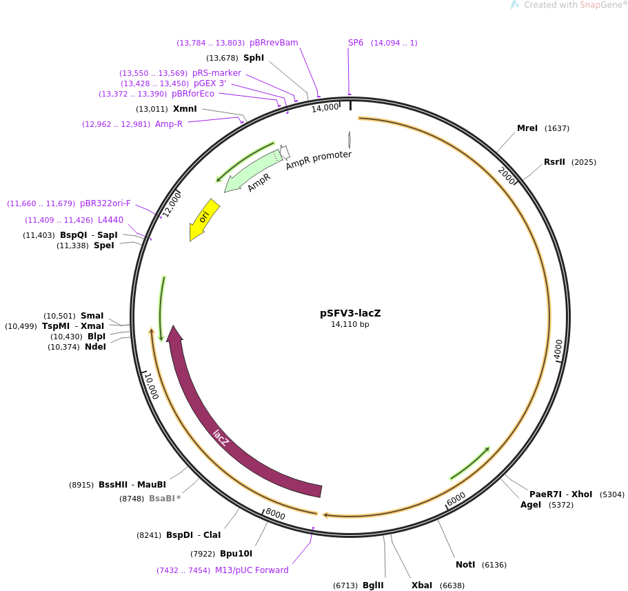 pSFV3-lacZ质粒图谱