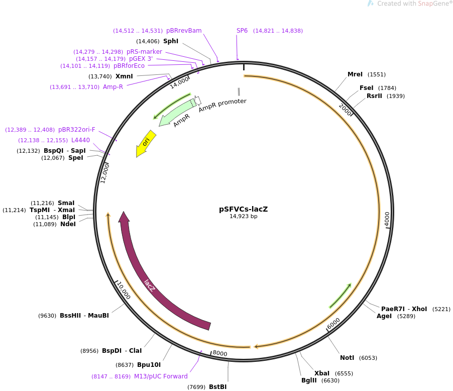 pSFVCs-lacZ质粒图谱