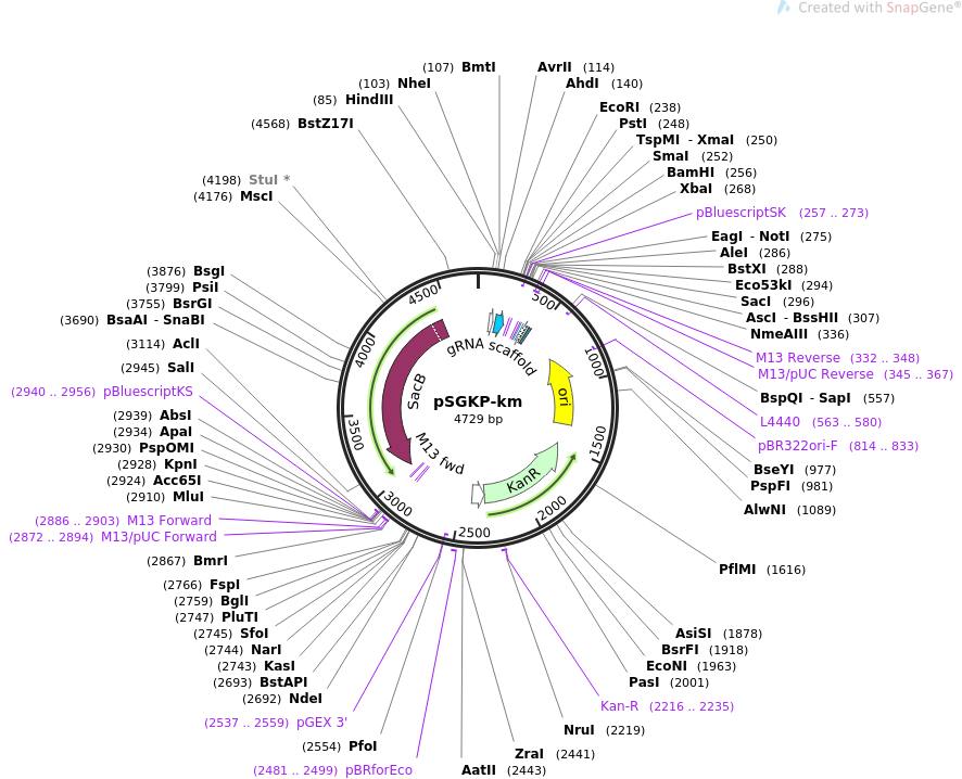 pSGKP-km质粒图谱