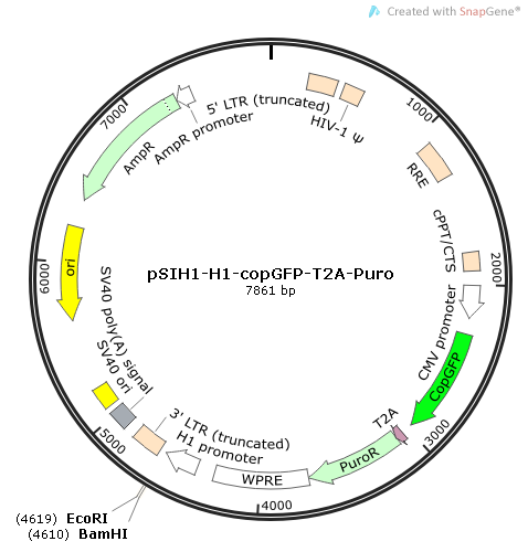 pSIH1-H1-copGFP-T2A-Puro载体图谱
