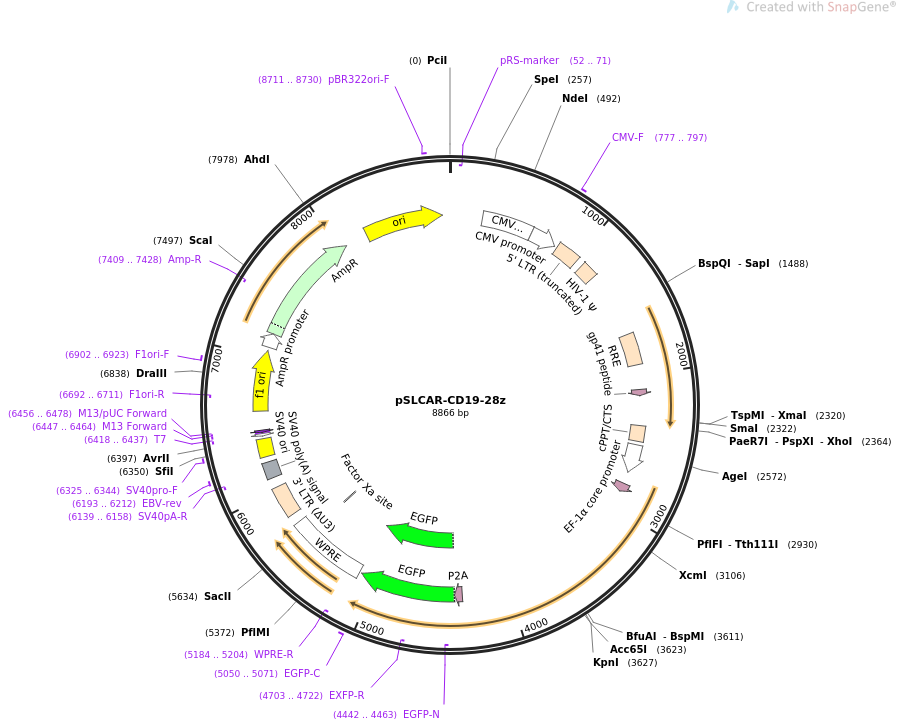 pSLCAR-CD19-28z质粒图谱
