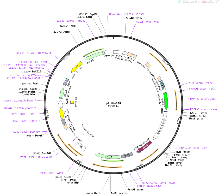 pSLIK-GFP质粒图谱