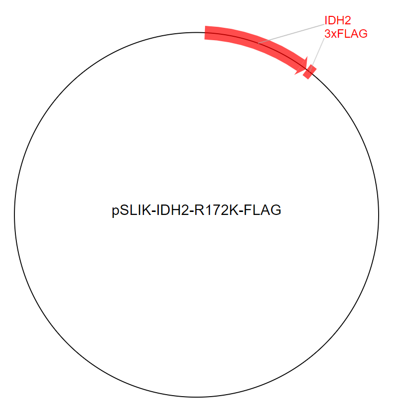 pSLIK-IDH2-R172K-FLAG质粒图谱
