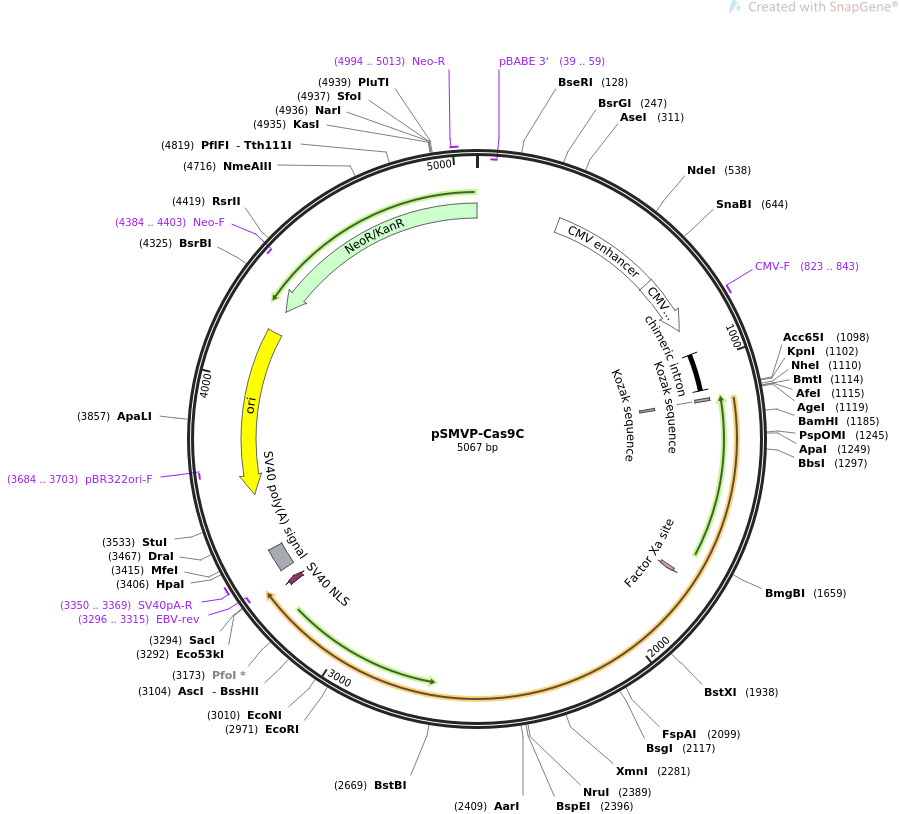 pSMVP-Cas9C质粒图谱
