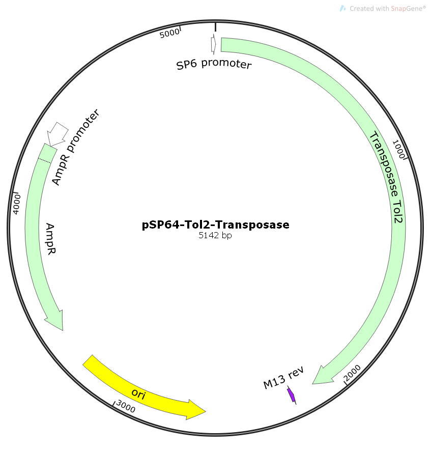 pSP64-Tol2-Transposase载体图谱