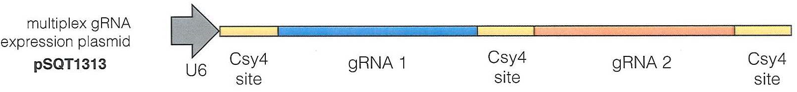 pSQT1313载体图谱