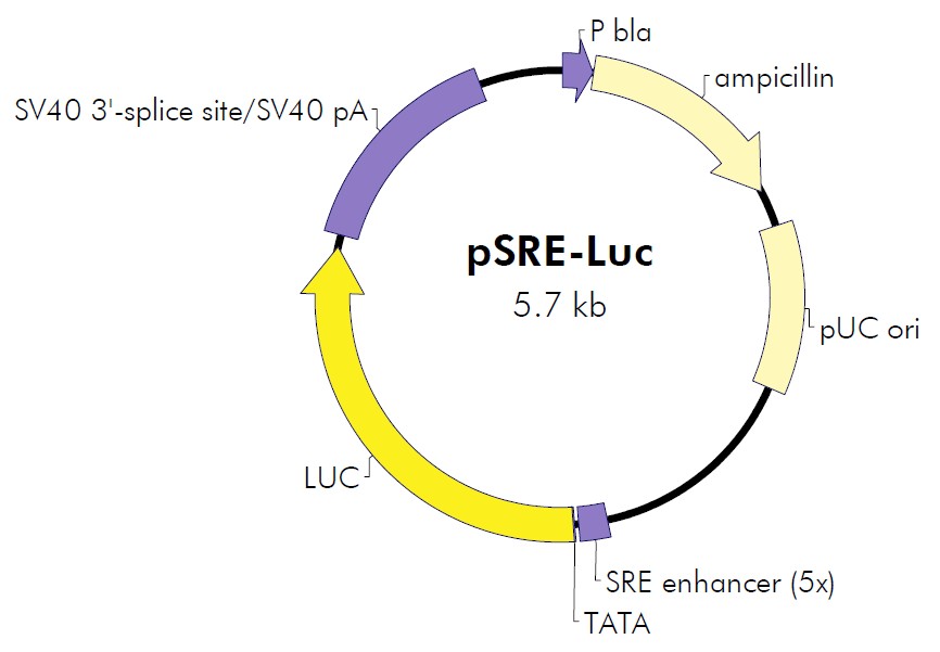 pSRE-Luc载体图谱
