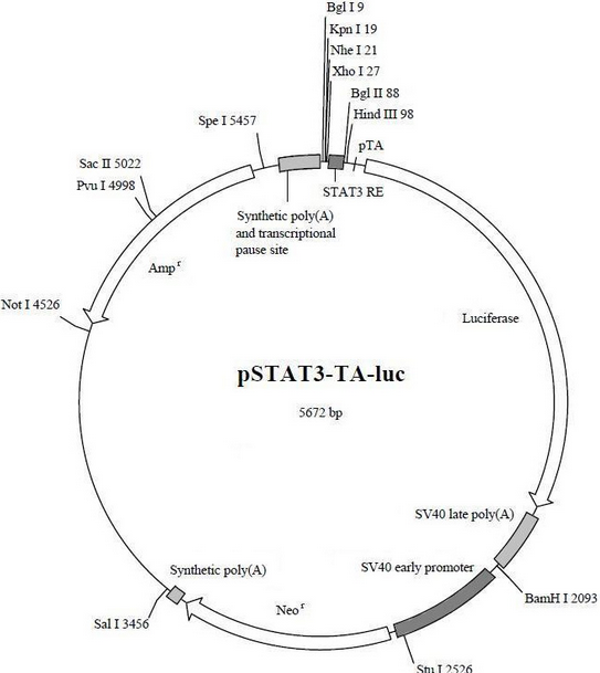 pSTAT3-TA-luc载体图谱