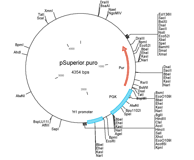 pSUPERIOR.puro载体图谱