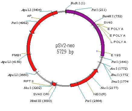 pSV2-Neo载体图谱