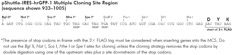 pShuttle-IRES-hrGFP-1多克隆位点