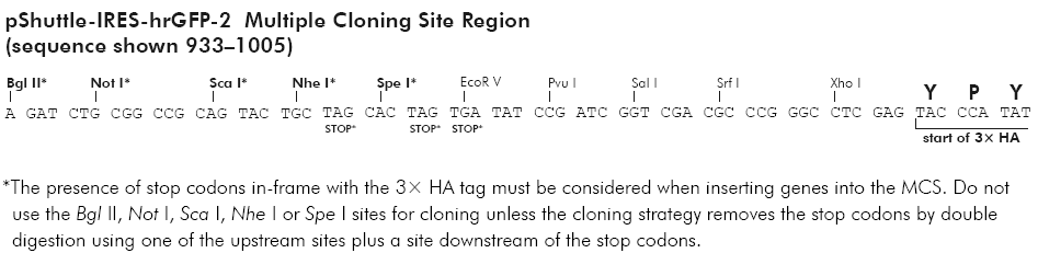 pShuttle-IRES-hrGFP-2多克隆位点