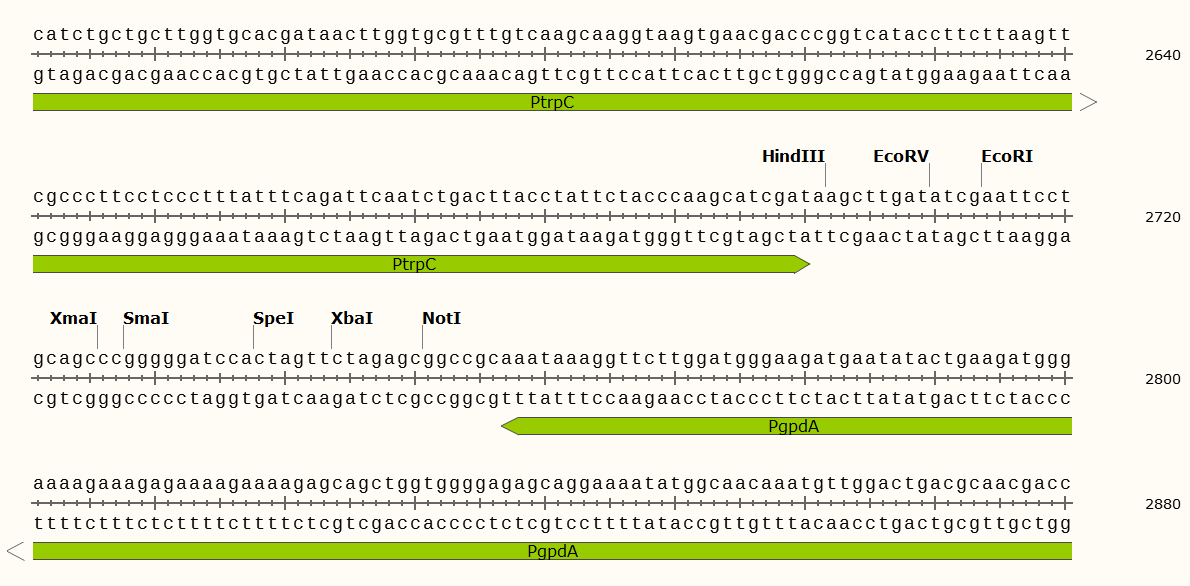pSilent-Dual1载体图谱