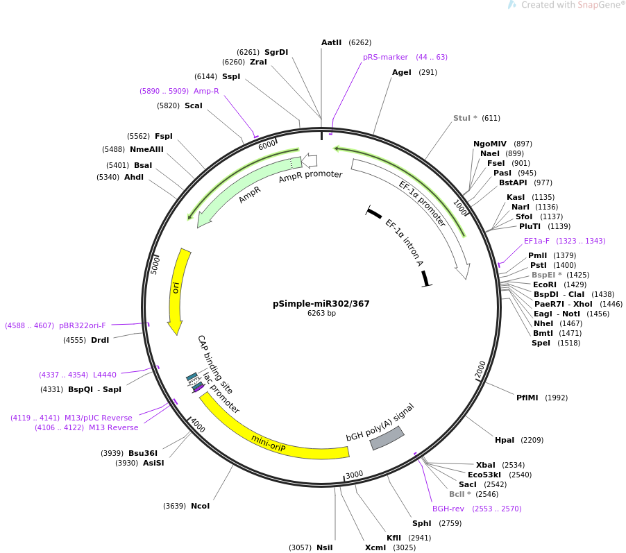 pSimple-miR302367载体图谱