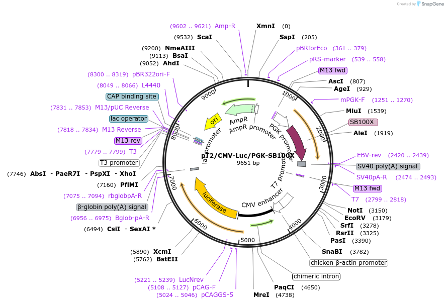 pT2-CMV-Luc-PGK-SB100X载体图谱