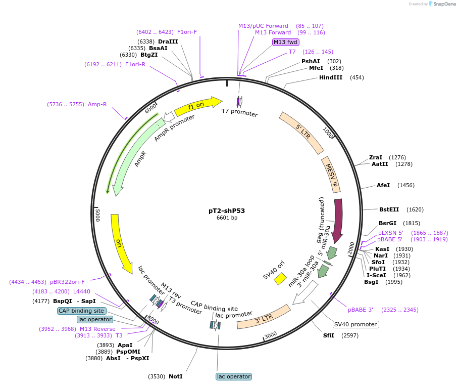 pT2-shP53载体图谱