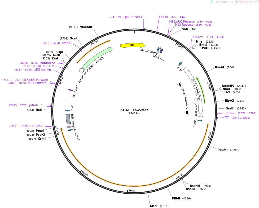 pT3-EF1a-c-Met质粒图谱