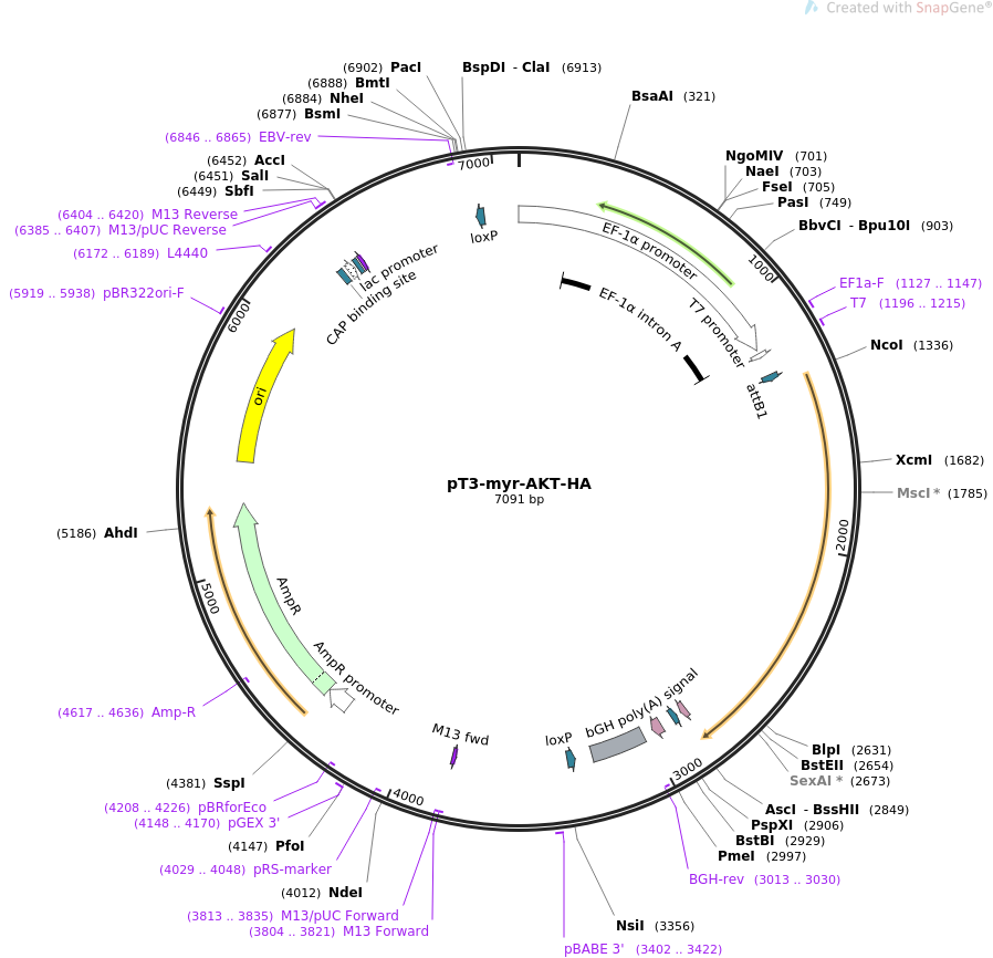 pT3-myr-AKT-HA质粒图谱
