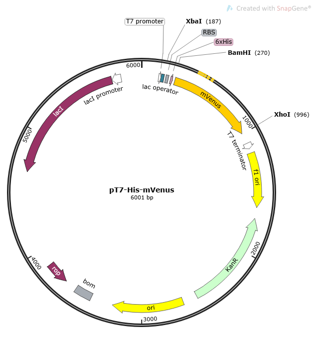 pT7-His-mVenus载体图谱