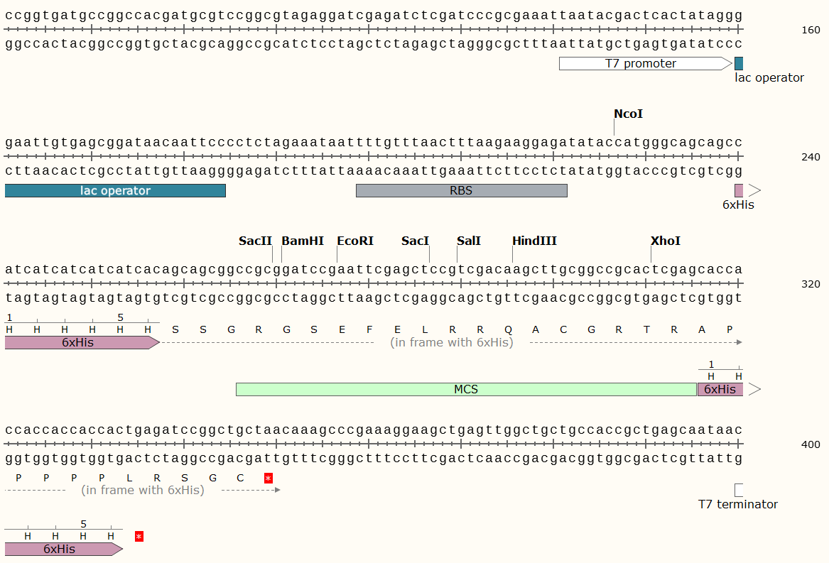 pT7-His载体图谱1