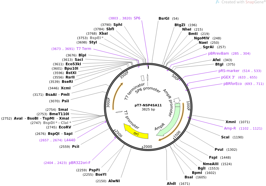pT7-NSP4SA11载体图谱