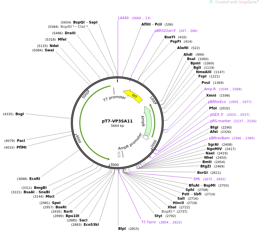 pT7-VP3SA11载体图谱