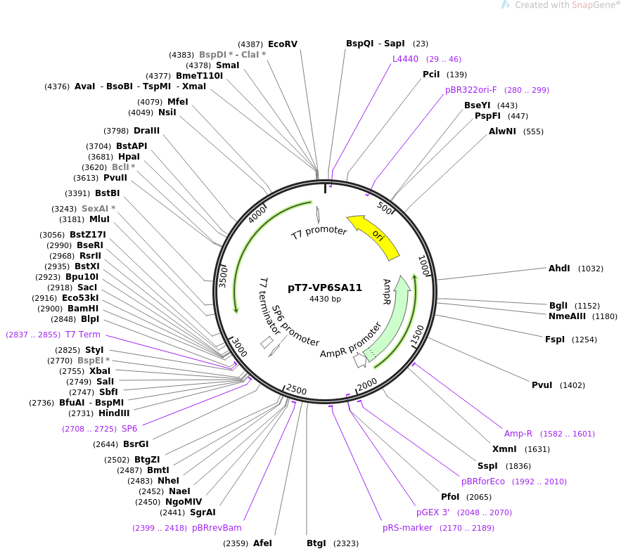 pT7-VP6SA11载体图谱