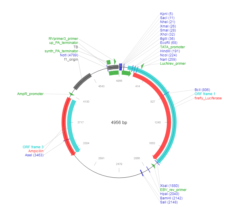 pTAL-Luc载体图谱
