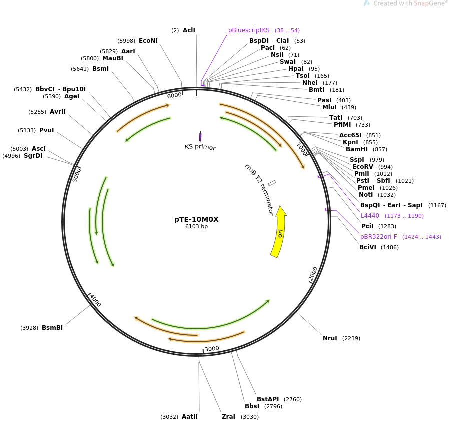 pTE-10M0X质粒图谱