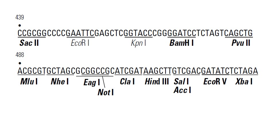 pTRE2载体多克隆位点 点击看大图 pTRE2多克隆位点