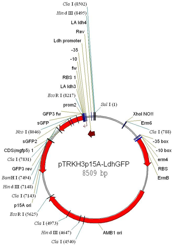 pTRKH3-ldhGFP载体图谱