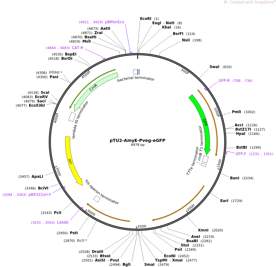 pTU2-AmyE-Pveg-eGFP质粒图谱