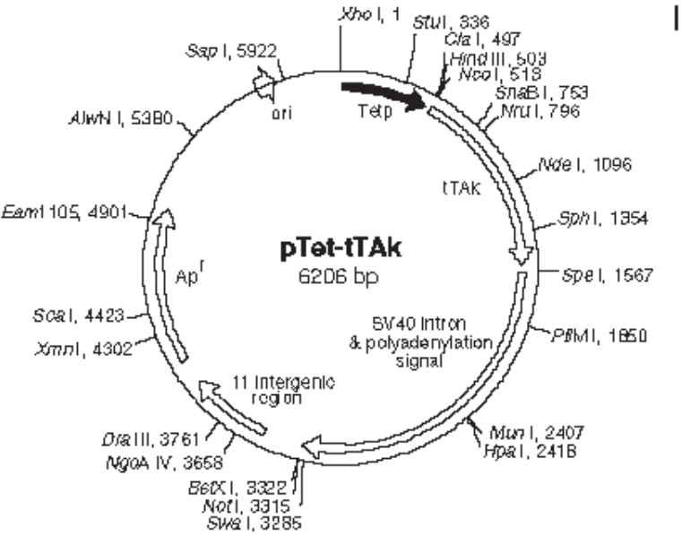 pTet-tTAK载体图谱