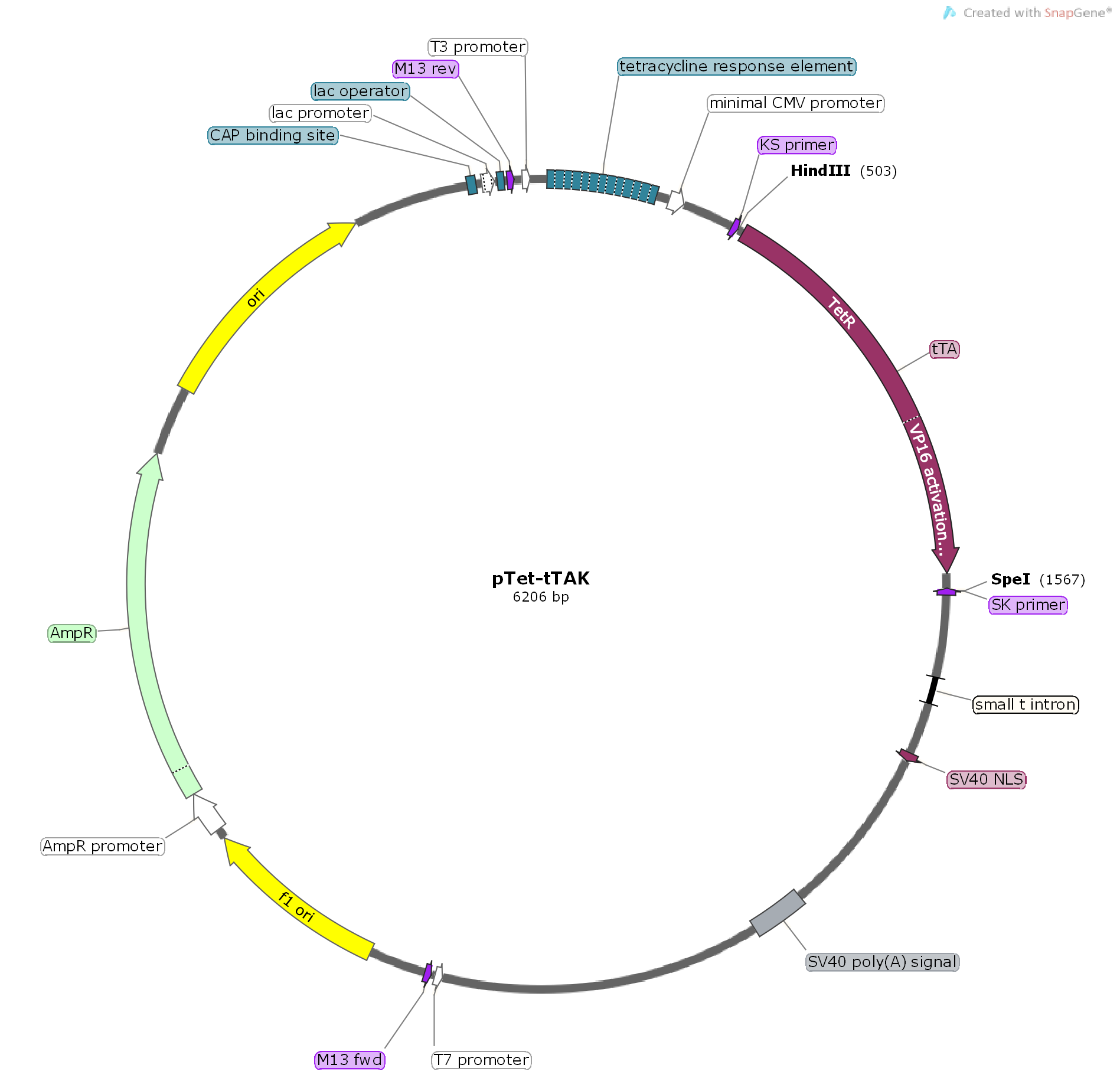 pTet-tTAK载体图谱