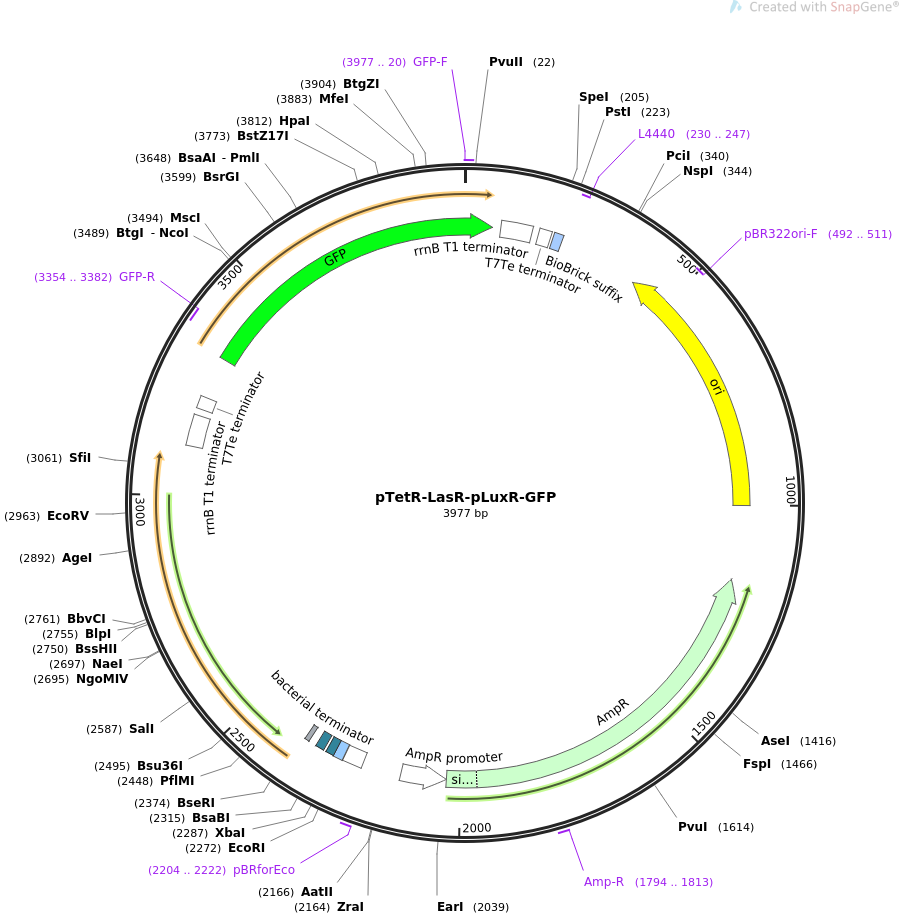 pTetR-LasR-pLuxR-GFP载体图谱